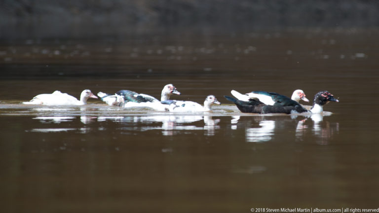 Small flock of white, mottled, and dark Muscovy Ducks swimming together across calm water.