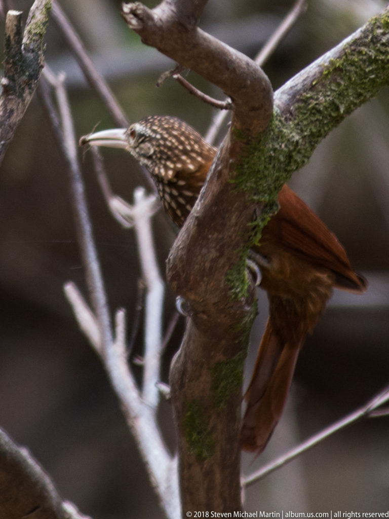 Spotted rufous woodcreeper partly hidden behind intersecting mossy branches.