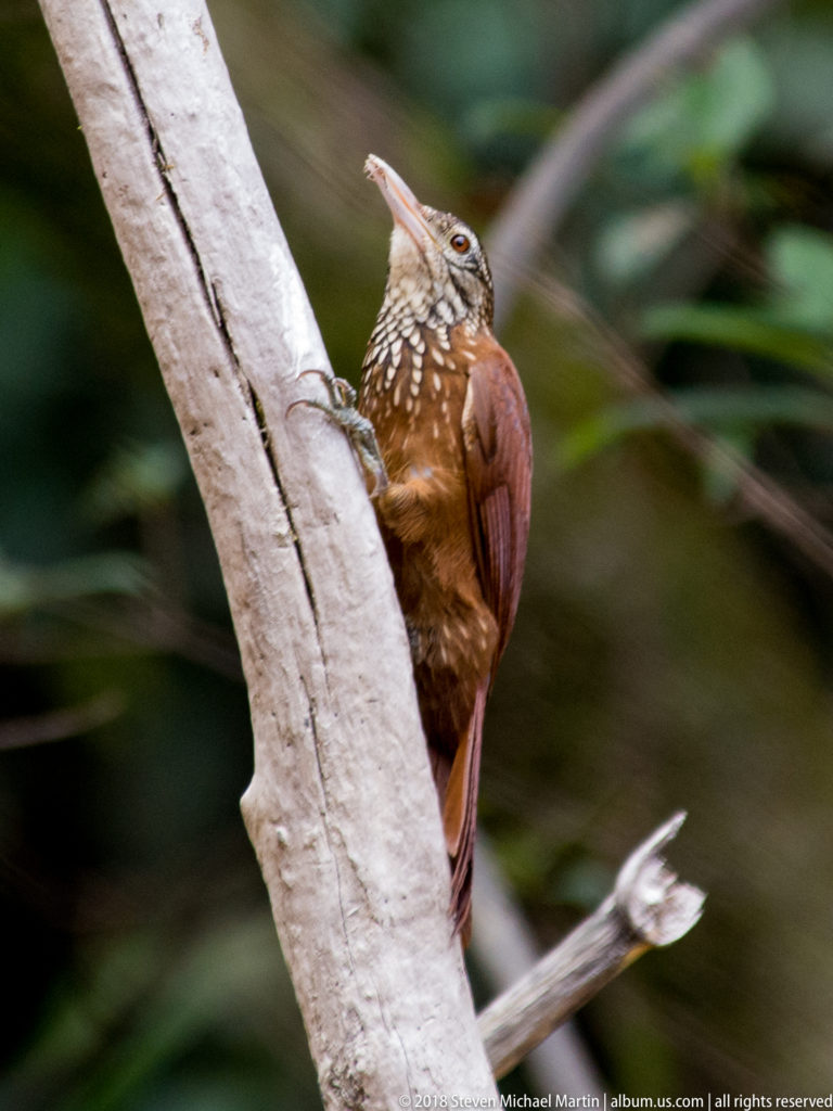 Rufous woodcreeper with pale spotted breast clinging in profile to a pale tree trunk.