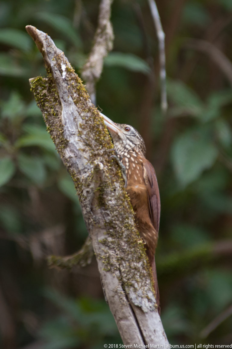 Brown spotted woodcreeper peering around the side of a moss-covered tree trunk.