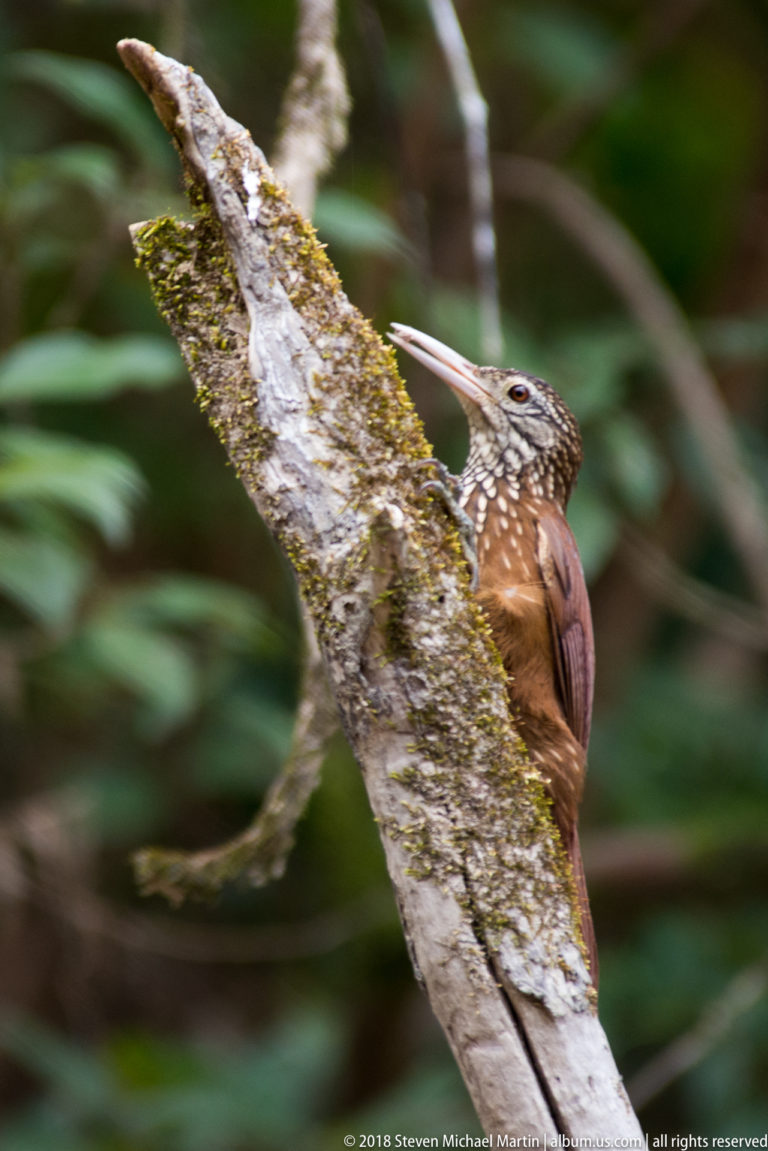 Rufous-brown woodcreeper with pale throat spots clinging vertically to a mossy tree trunk.