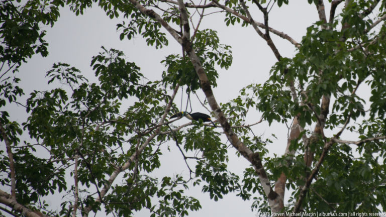 Dark bird perched on an angled branch high in a leafy rainforest tree.
