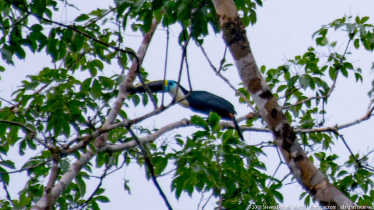 Side view of a black-and-white toucan with blue eye skin standing on a horizontal branch.