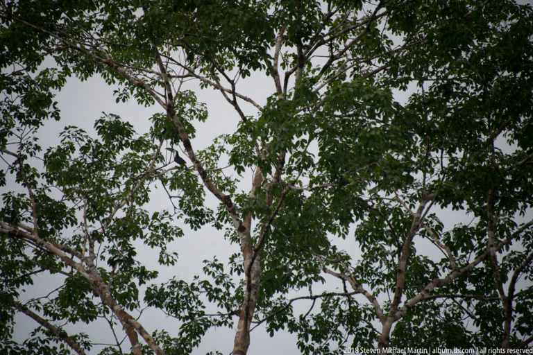 Distant toucan perched near the top of a broad leafy rainforest tree.