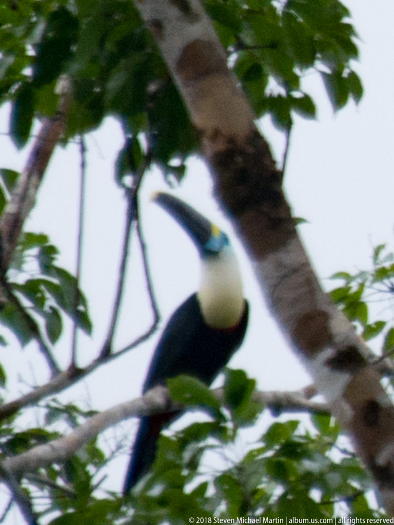 Toucan perched behind a diagonal tree trunk and blurred rainforest foliage.