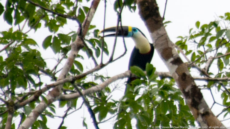 Large black-and-white toucan with blue eye skin perched upright among rainforest branches.