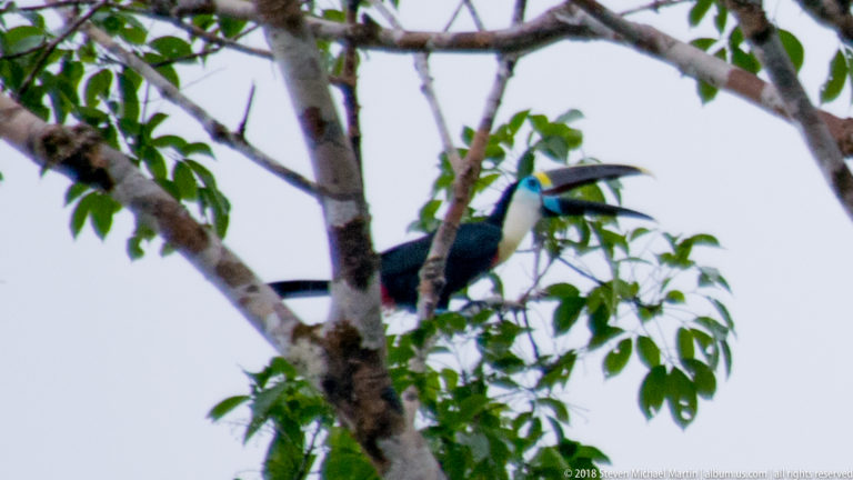 Black-and-white toucan with a long bill perched behind branches and green leaves.