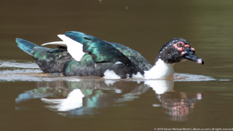 Dark iridescent Muscovy Duck with red facial caruncles swimming on brown water.