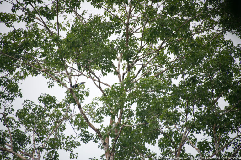 Toucan perched high in the spreading crown of a leafy rainforest tree.