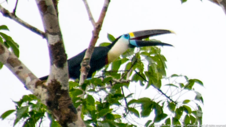 Black-and-white toucan with blue eye skin and large dark bill perched on a leafy branch.
