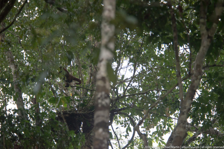 Dark bird perched high among trunks and foliage in a backlit rainforest canopy.