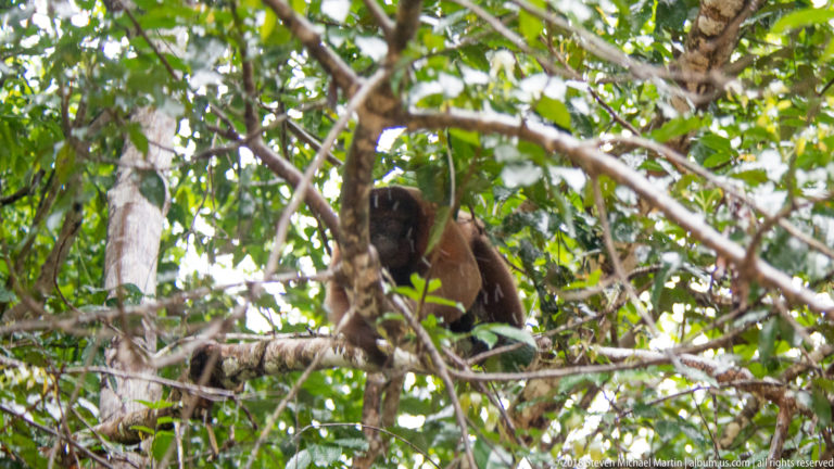 Brown monkey sitting among dense leafy branches in the rainforest canopy.