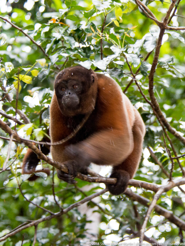 Reddish woolly monkey low horizontal movement along intertwined branches amid dense green rainforest branches.