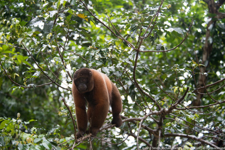 Reddish woolly monkey distant upright stance in a dense canopy opening amid dense green rainforest branches.