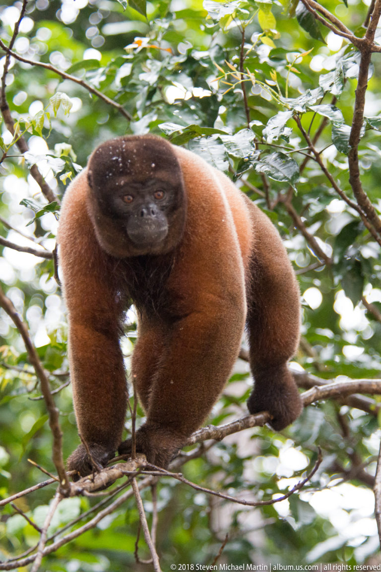Reddish woolly monkey standing quadrupedally on crossing branches amid dense green rainforest branches.