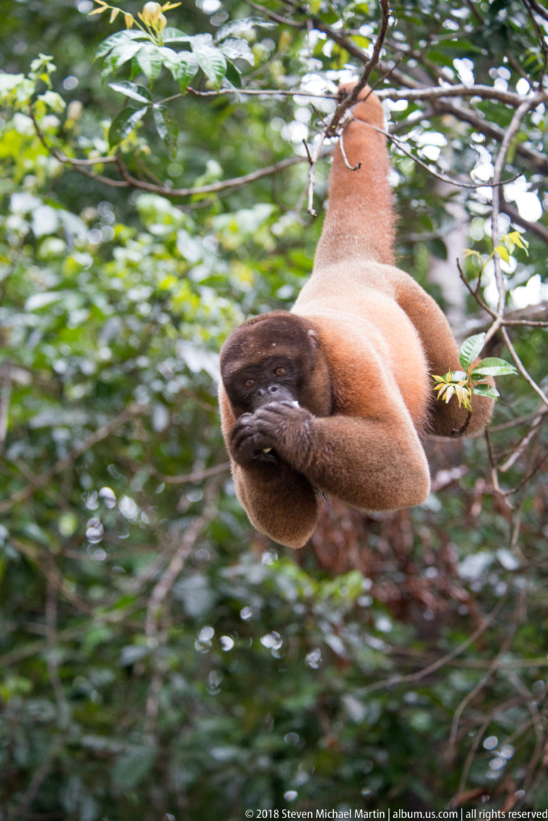 Reddish woolly monkey rapid horizontal movement with one hand near the mouth amid dense green rainforest branches.