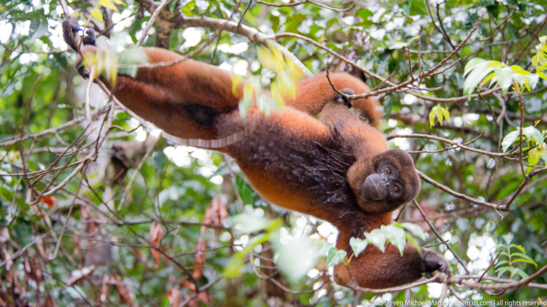 Reddish woolly monkey rotated beneath branches with body nearly upside down amid dense green rainforest branches.