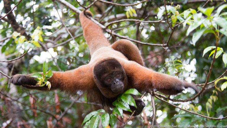 Reddish woolly monkey spread-eagle suspension across several leafy branches amid dense green rainforest branches.