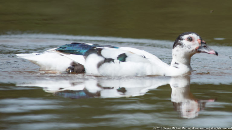Mostly white Muscovy Duck with black patches and red facial skin swimming in profile.