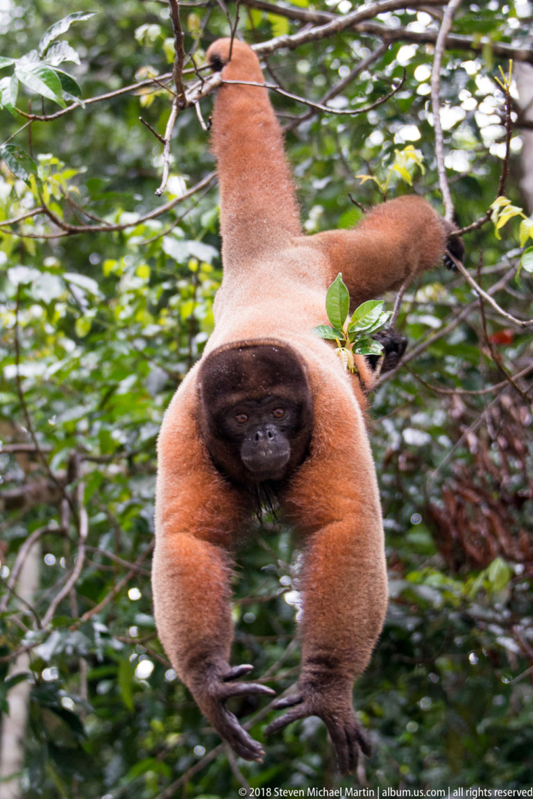 Reddish woolly monkey front-facing movement with both arms reaching downward amid dense green rainforest branches.