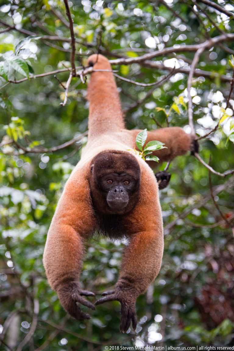 Reddish woolly monkey advancing toward the camera through the canopy amid dense green rainforest branches.