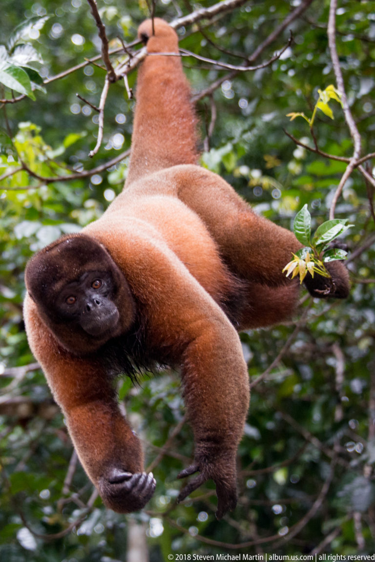 Reddish woolly monkey moving horizontally beneath branches with limbs extended amid dense green rainforest branches.