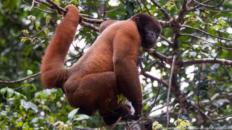 Reddish woolly monkey side view with long prehensile tail curled upward amid dense green rainforest branches.