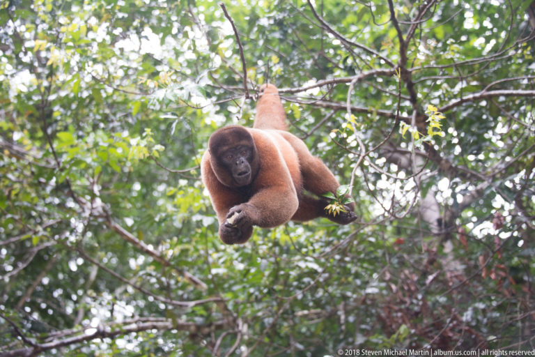 Reddish woolly monkey hanging in a wider canopy view with forearms gathered amid dense green rainforest branches.