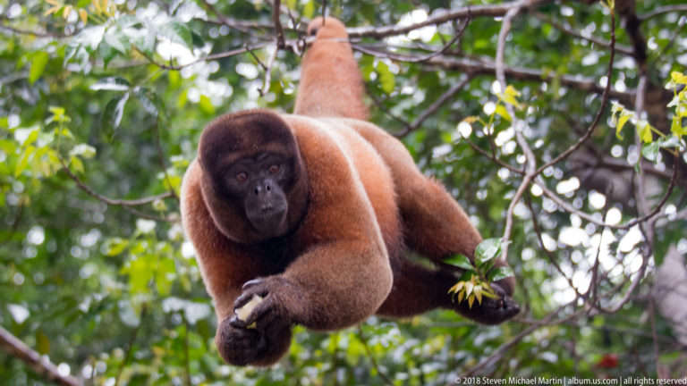 Reddish woolly monkey reaching forward while suspended from branches amid dense green rainforest branches.