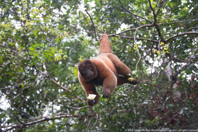 Reddish woolly monkey feeding high among branches, holding pale food with tail extended through the canopy.