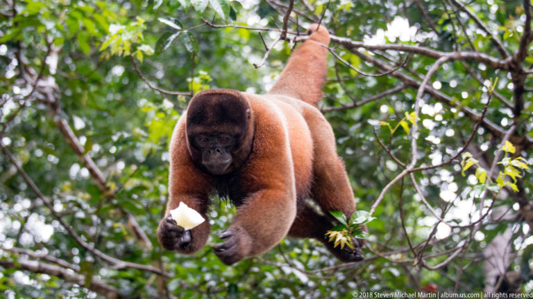 Reddish woolly monkey in the canopy holding pale food, with long prehensile tail extended upward.