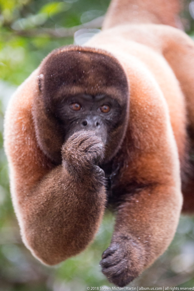 Reddish woolly monkey holding one hand to its mouth while suspended among forest branches.