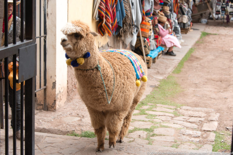 Small woolly Andean camelid wearing colorful tassels and woven decoration beside a market stall.