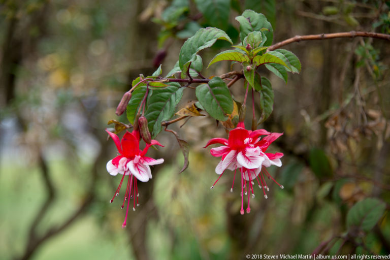 Two red-and-white hanging fuchsia flowers with long stamens on a leafy branch against a blurred green background.