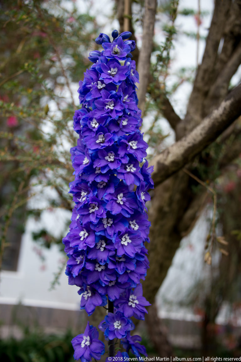 Tall tapering spike covered in violet-blue flowers, photographed against blurred tree branches in the garden.