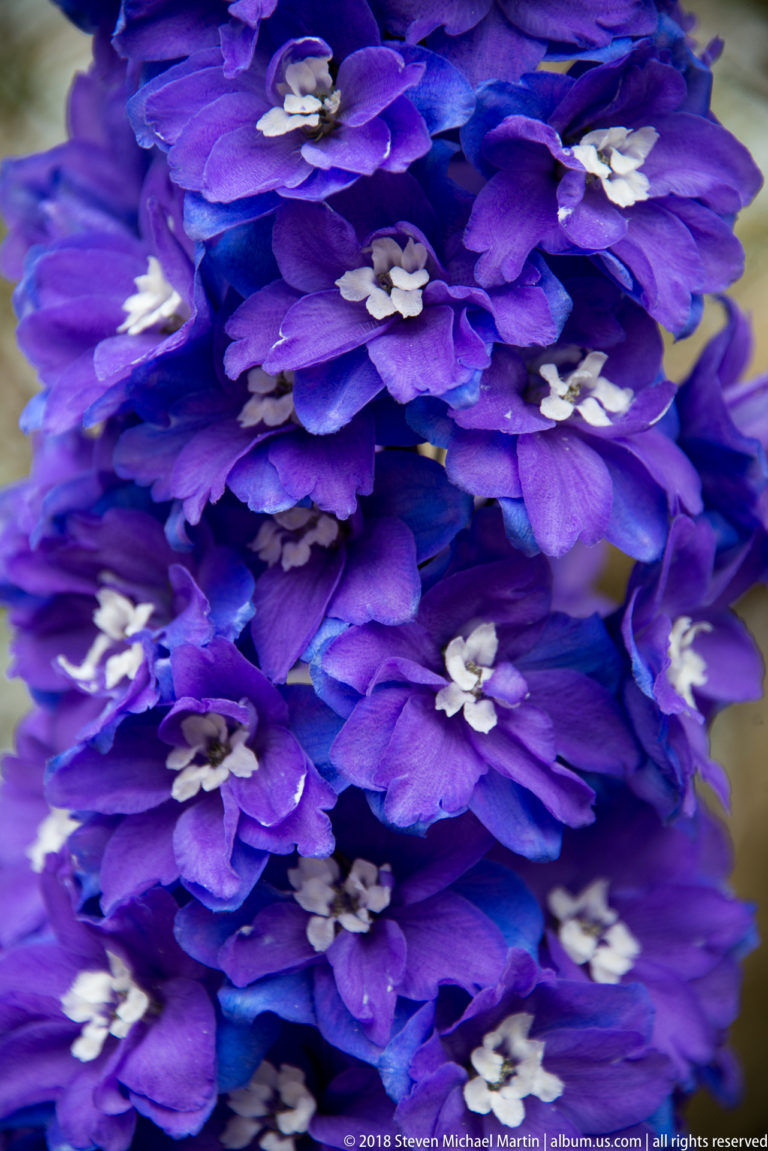 Close-up of tightly packed violet-blue flowers with pale centers filling nearly the entire frame.