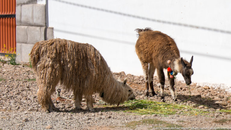 Two alpacas with contrasting shaggy coats feed on green fodder beside a white wall.