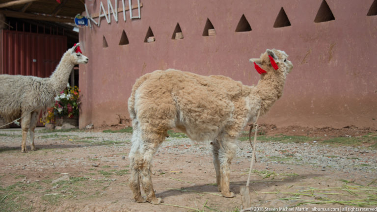 Cream and gray-white alpacas standing beside a pink wall with triangular openings; the nearer animal wears red decoration.