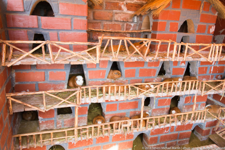 Tiered red masonry guinea-pig hutch with small openings, wooden railings, and animals visible in several compartments.