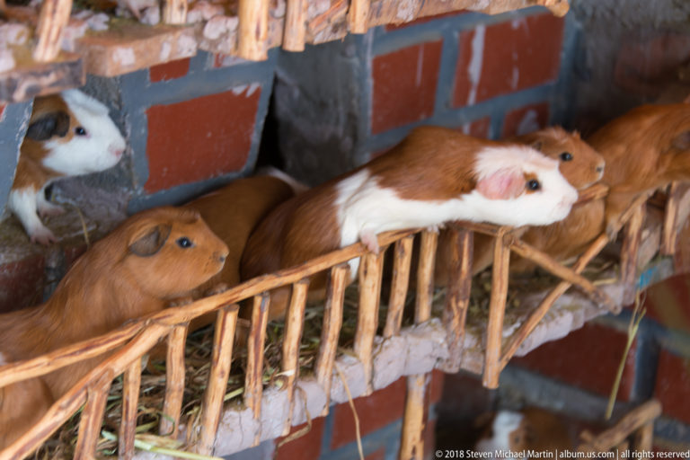 Brown and white guinea pigs resting along a narrow stick-built ledge inside a masonry hutch.