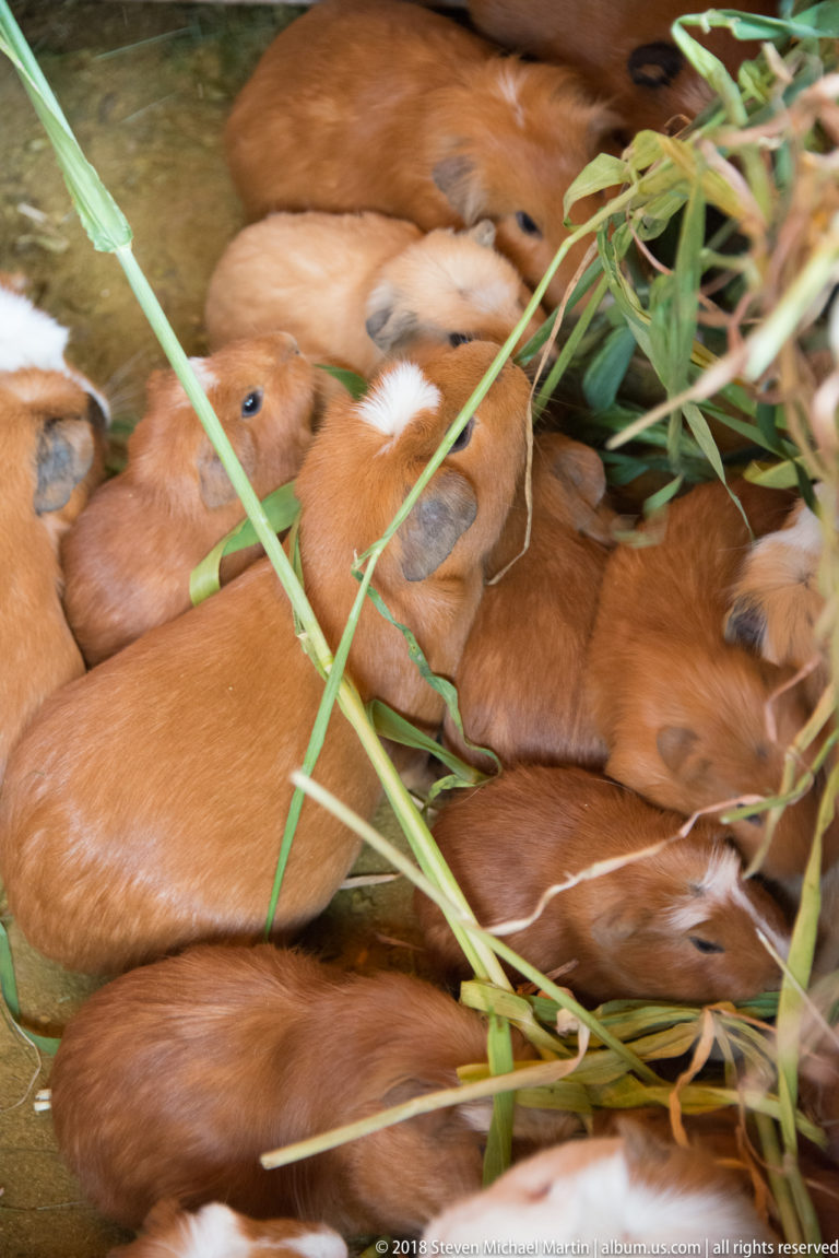 Cluster of brown guinea pigs packed together among long green stalks in an enclosure.