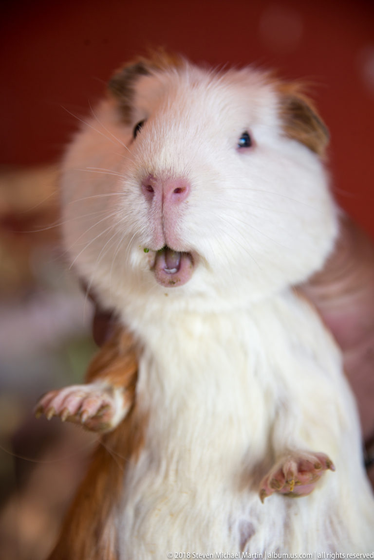 Mostly white guinea pig held upright, showing its pink nose, dark eyes, whiskers, and small forefeet.