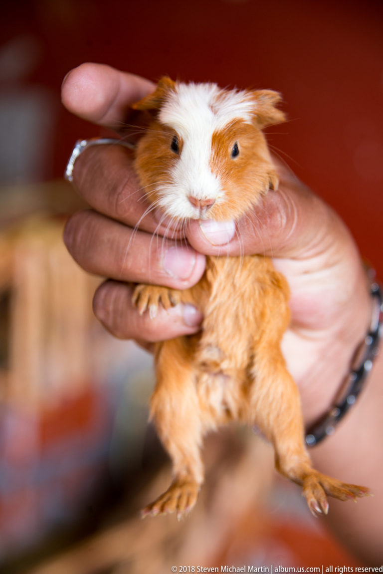 Brown-and-white guinea pig held gently in two hands against a blurred red background.