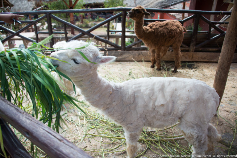 Recently shorn white alpaca eating green fodder in a pen, with a brown alpaca standing behind.