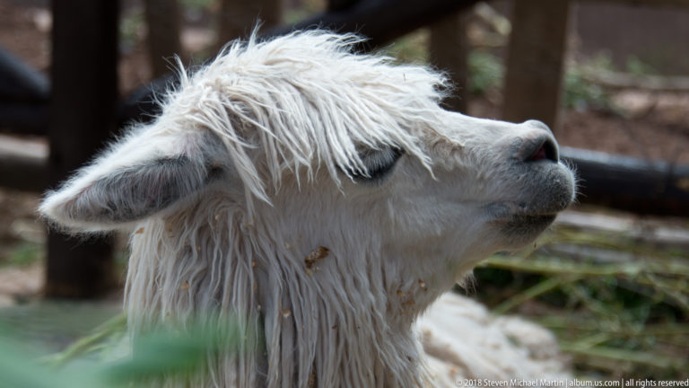 White alpaca raising its muzzle, with a shaggy forelock and long neck fleece in a pen.