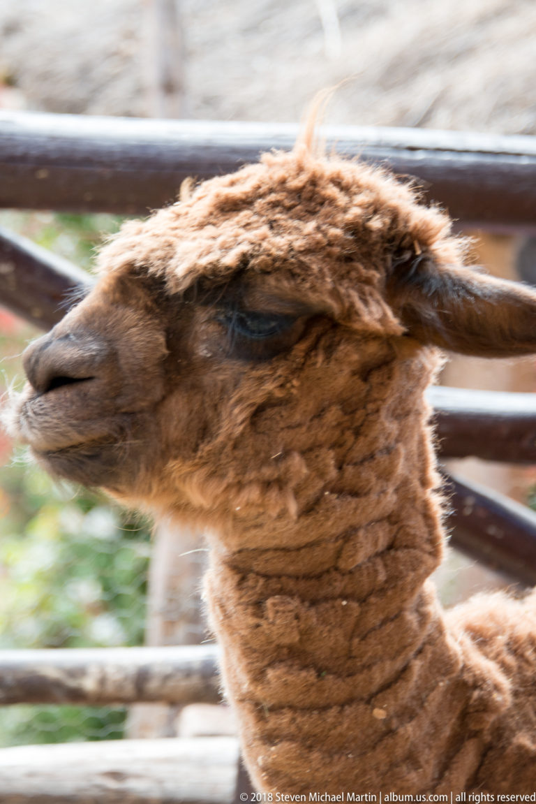 Side profile of a brown alpaca with dense curly fleece inside a fenced enclosure.