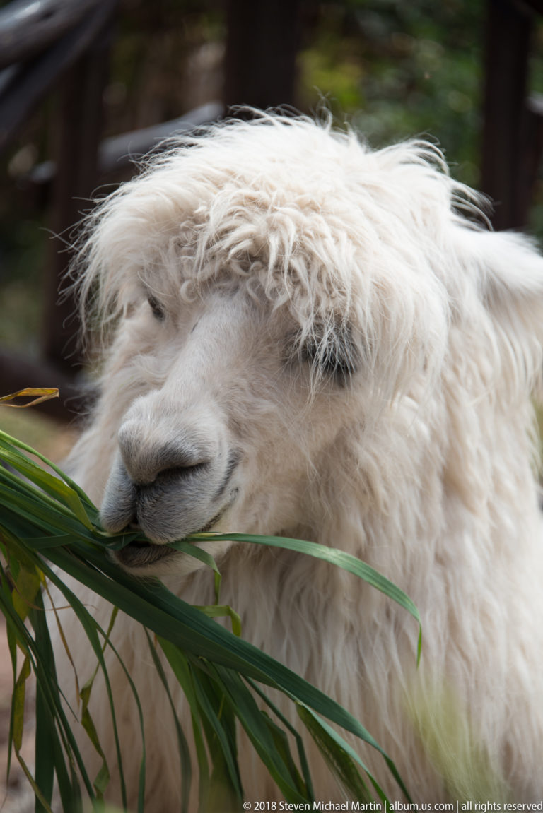 Shaggy white alpaca eating long green leaves in a fenced enclosure.