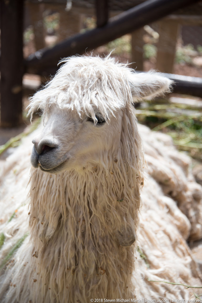 Close profile of a shaggy white alpaca with long fleece inside a wooden-railed enclosure.