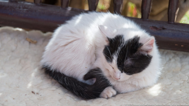 Black-and-white domestic cat curled asleep on a pale sunlit surface beside a wooden rail.