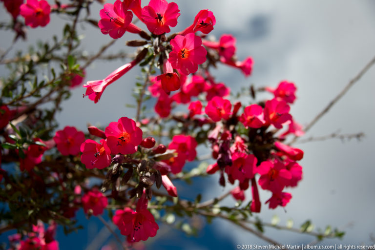 Clusters of vivid red-pink tubular flowers and green leaves on thin branches, with mountains blurred in the background.